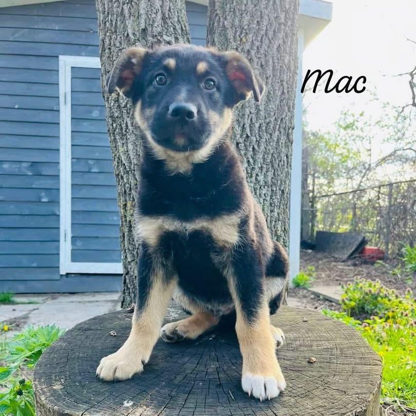 Mac, Adoptable, Puppy Male German Shepherd Dog.