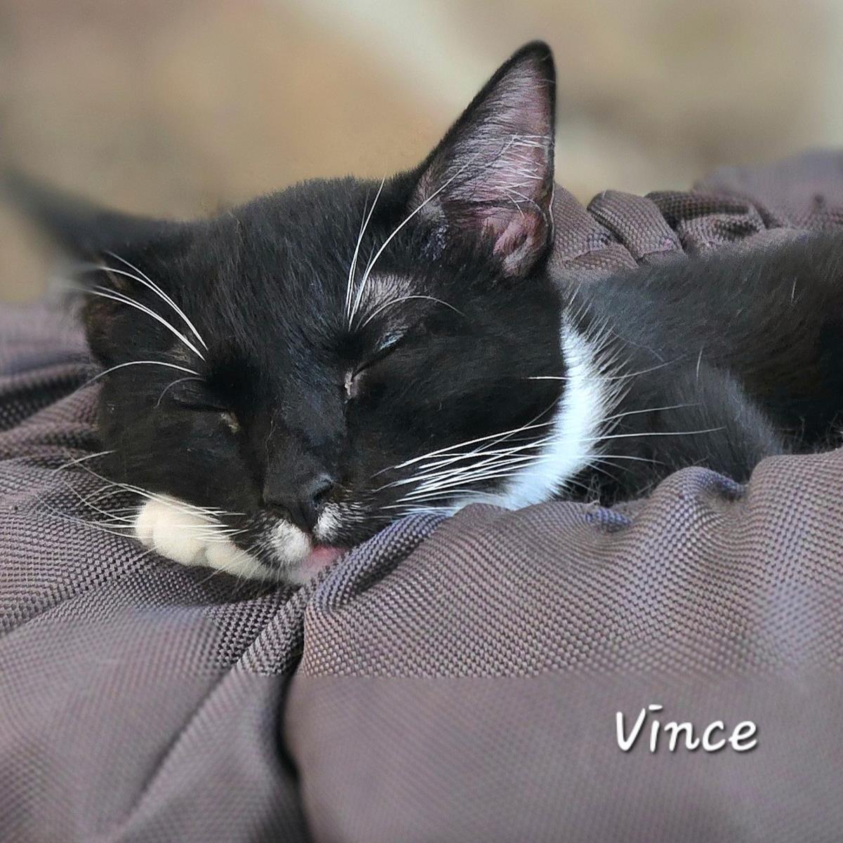 Vince, Adoptable, Young Male Domestic Short Hair.