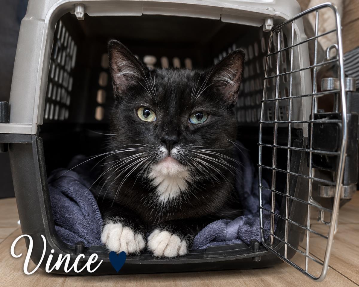 Vince, a Adoptable mixed breed in St. Augustine, FL image 2/4