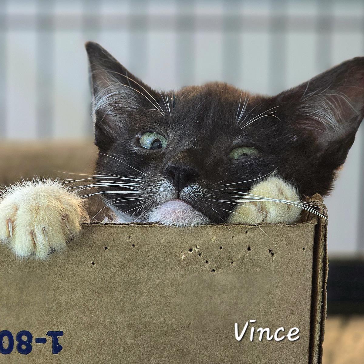 Vince, a Adoptable mixed breed in St. Augustine, FL image 3/4