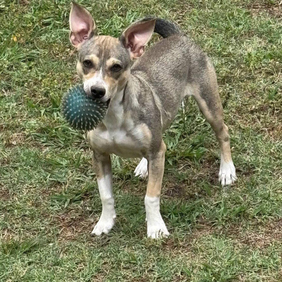 Wilson, Adoptable, Young Male Terrier & Chihuahua.