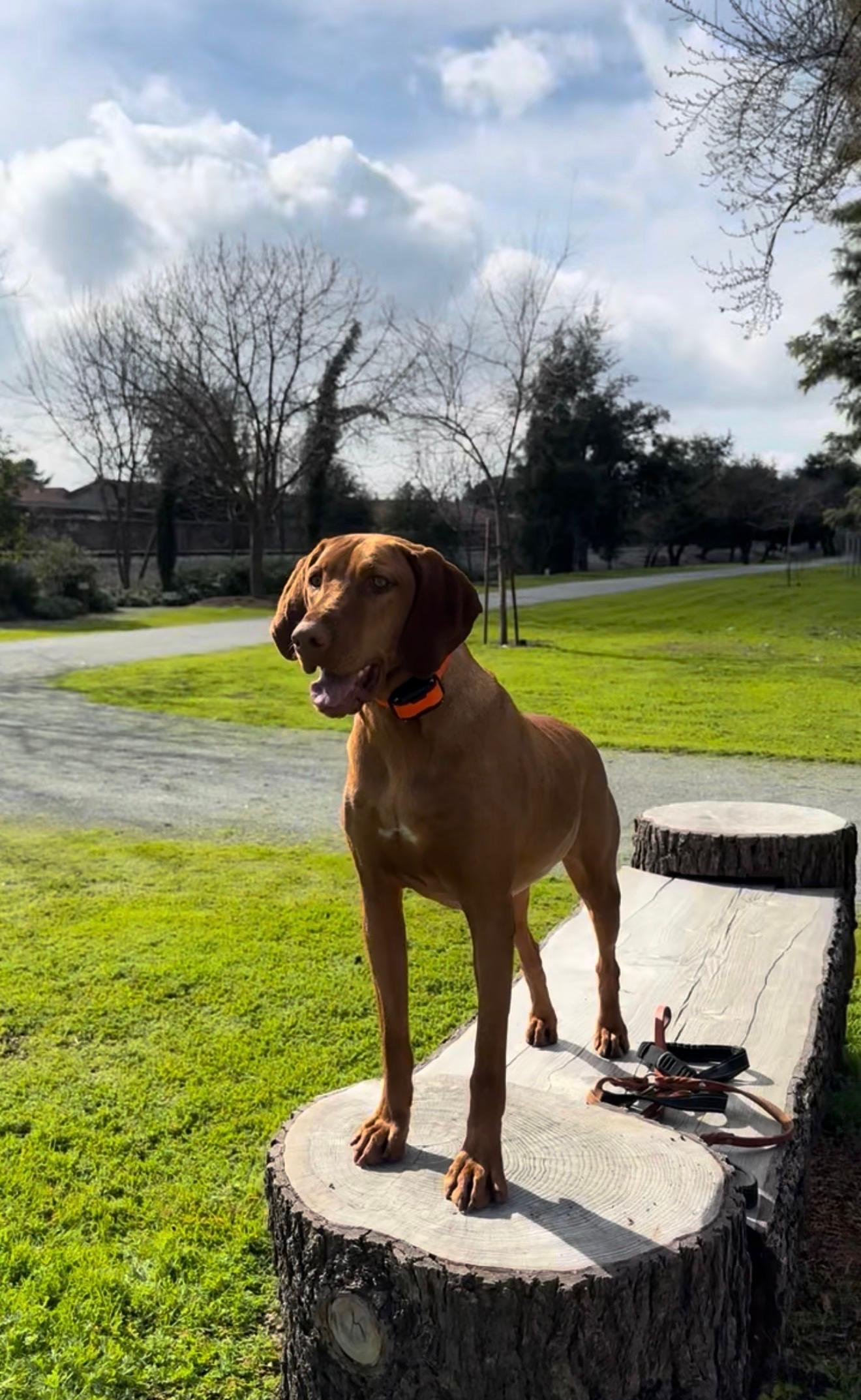 Ashi, an adopted Vizsla in Coarsegold, CA image 1/2