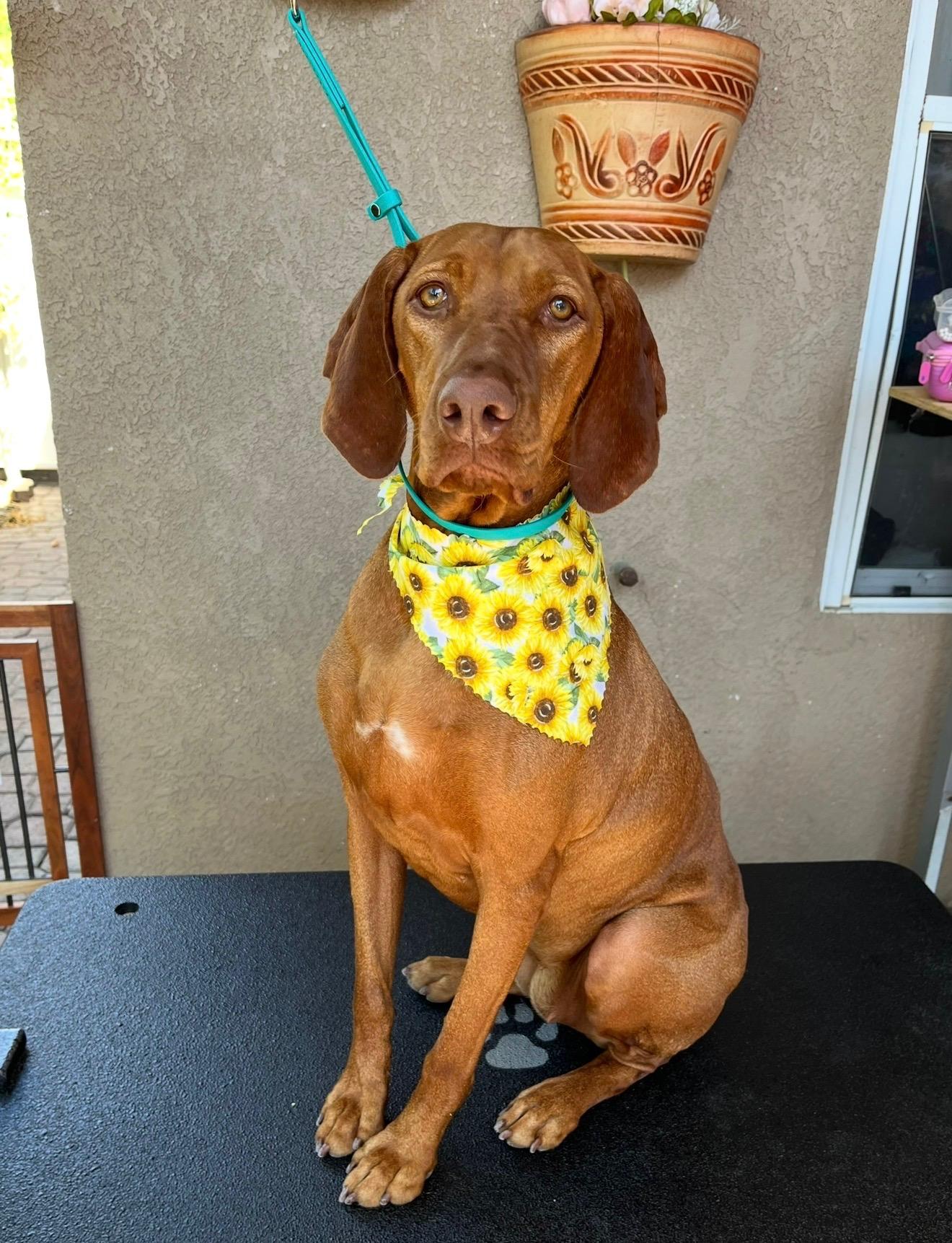 Ashi, an adopted Vizsla in Coarsegold, CA image 2/2