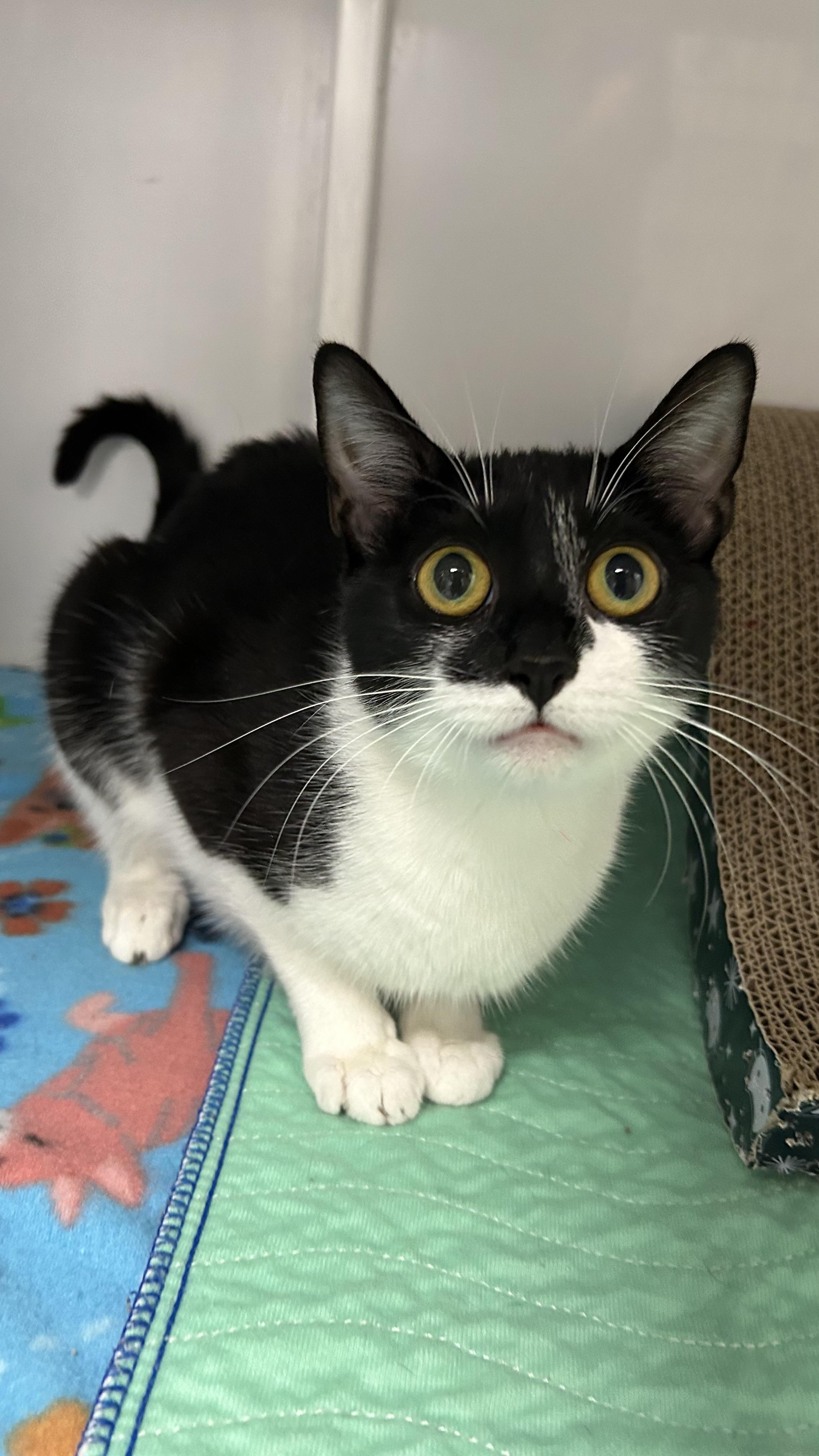 Enlarge Miss Fortune, a ADOPTABLE Domestic Short Hair in White Oak, PA image 2/2