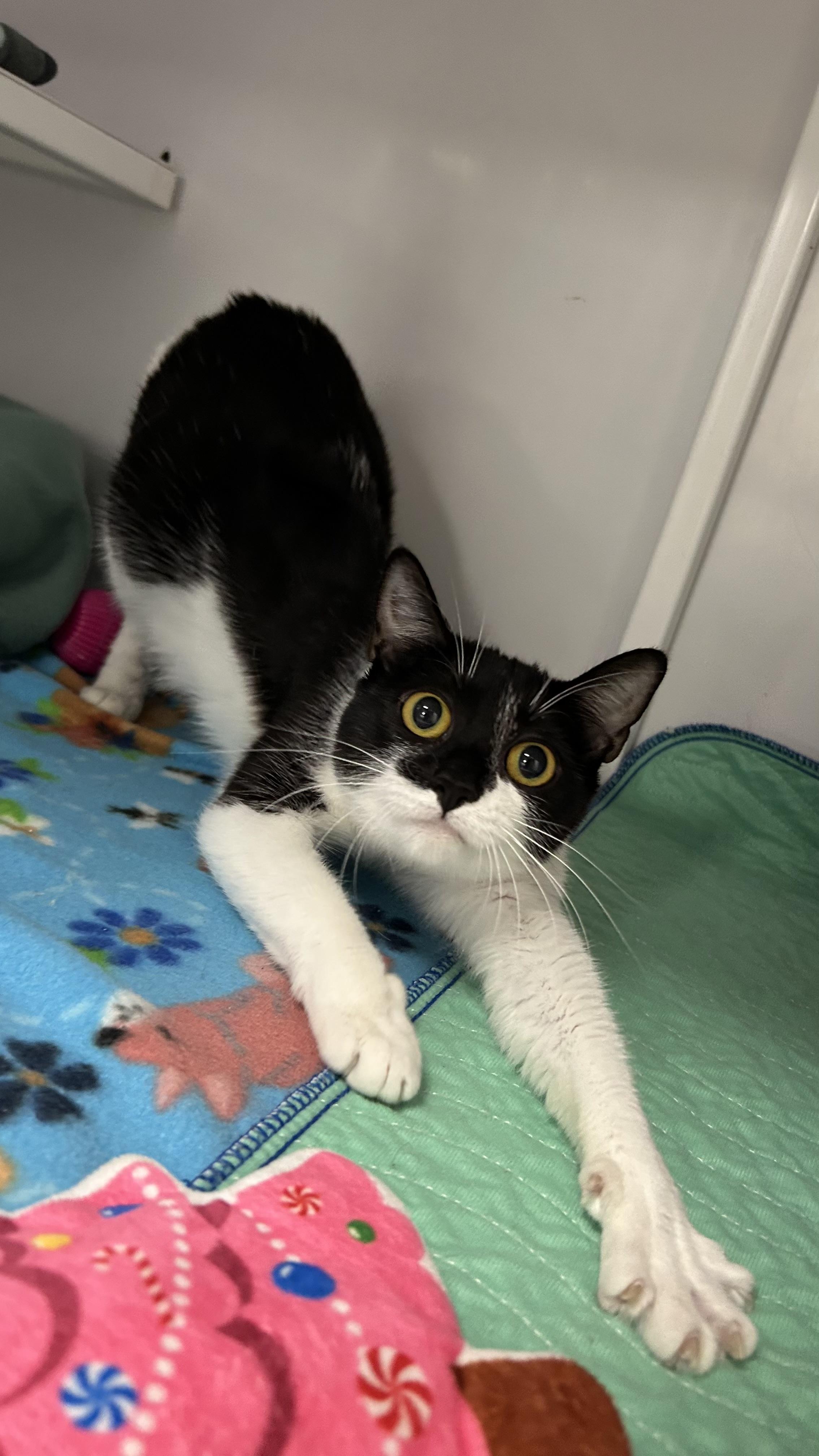 Miss Fortune, ADOPTABLE, Adult Female Domestic Short Hair.