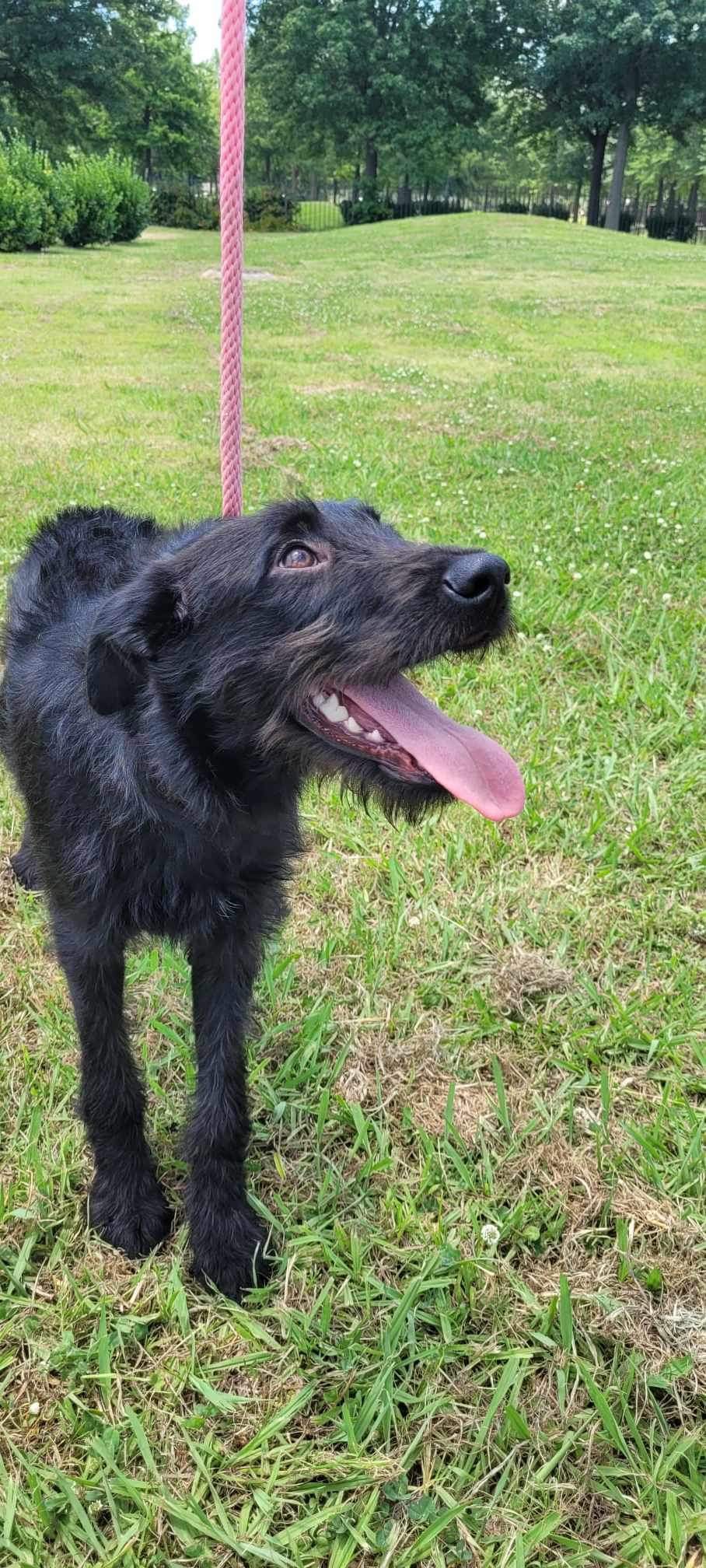 Dog for adoption Ava (Laurafostered in TN), a Black Labrador