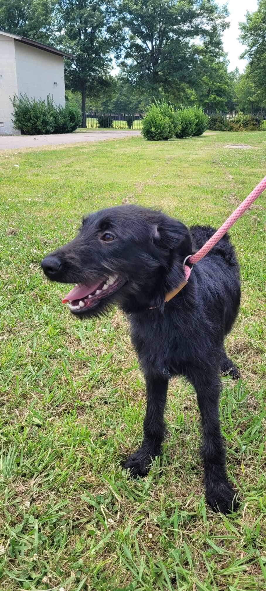 Dog for adoption Ava (Laurafostered in TN), a Black Labrador