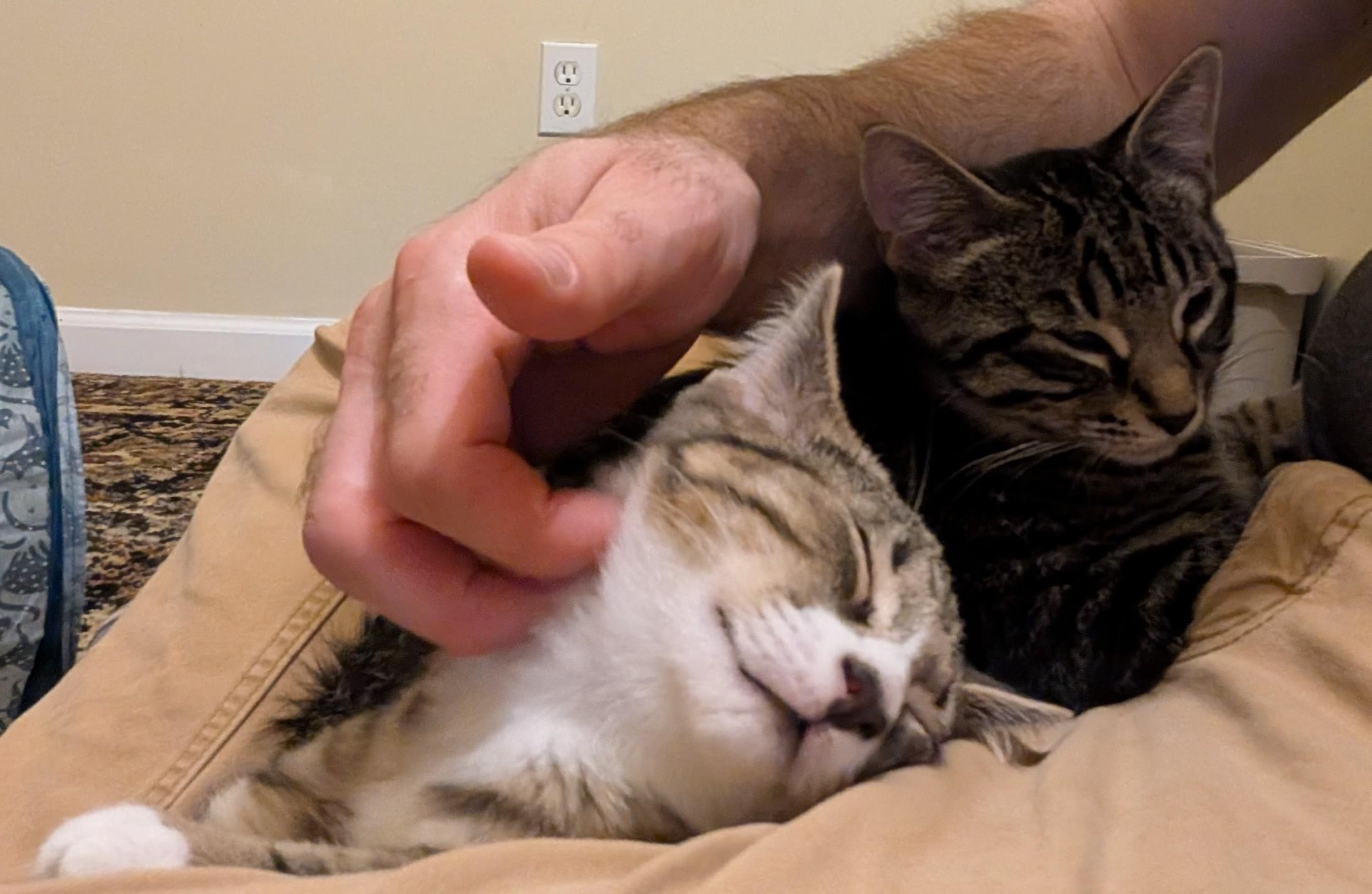 Tumbledore, ADOPTABLE, Kitten Male American Shorthair.
