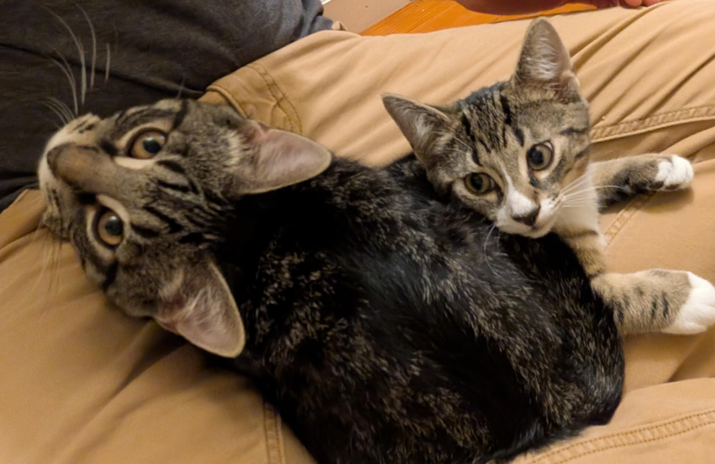 Enlarge Tumbledore, a ADOPTABLE American Shorthair in Rochester, NY image 2/6