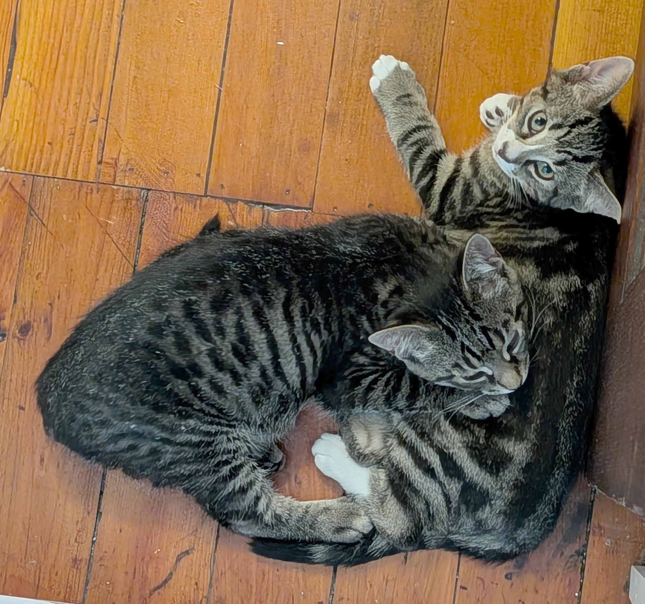 Enlarge Tumbledore, a ADOPTABLE American Shorthair in Rochester, NY image 6/6