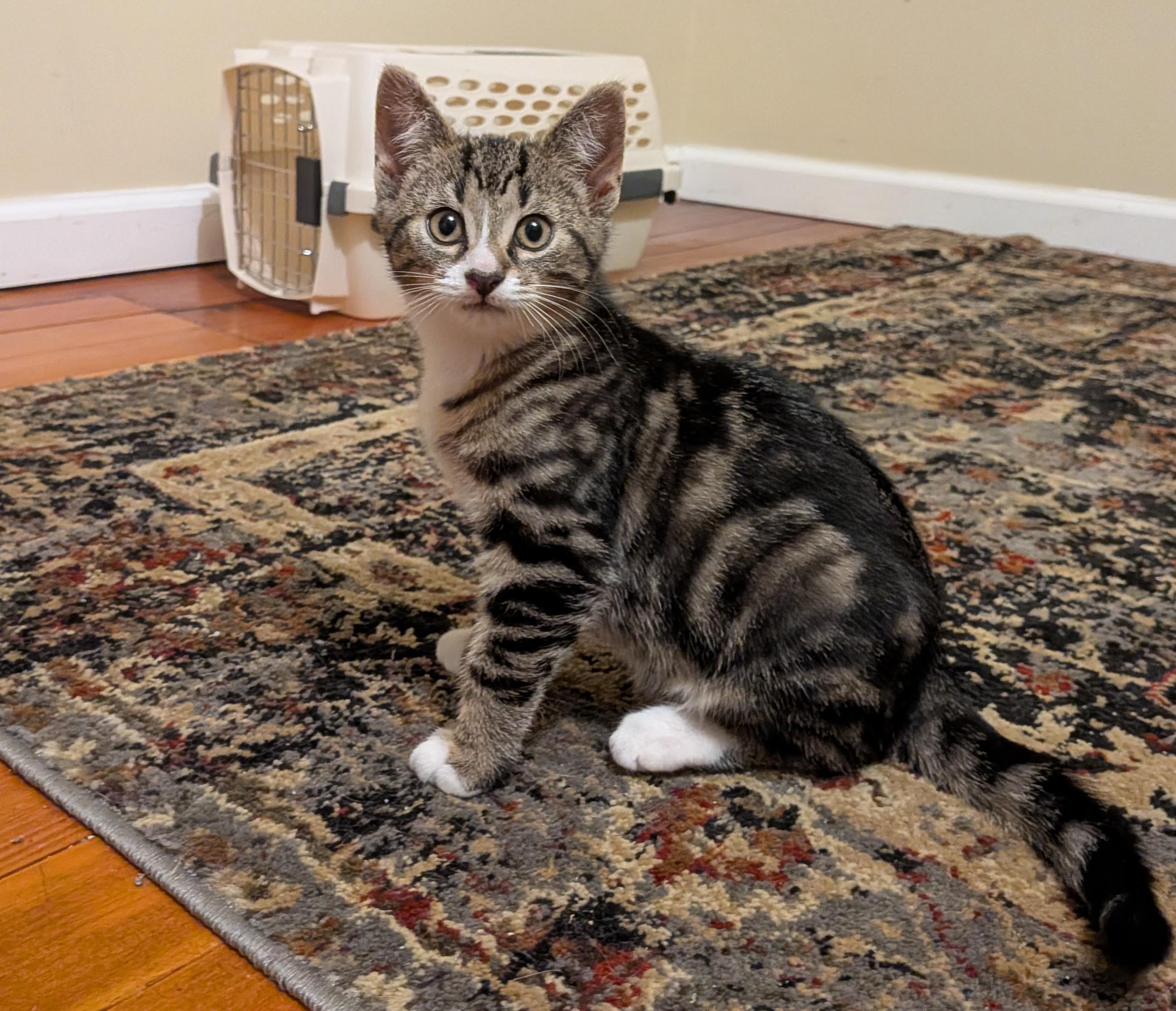 Enlarge Tumbledore, a ADOPTABLE American Shorthair in Rochester, NY image 2/3