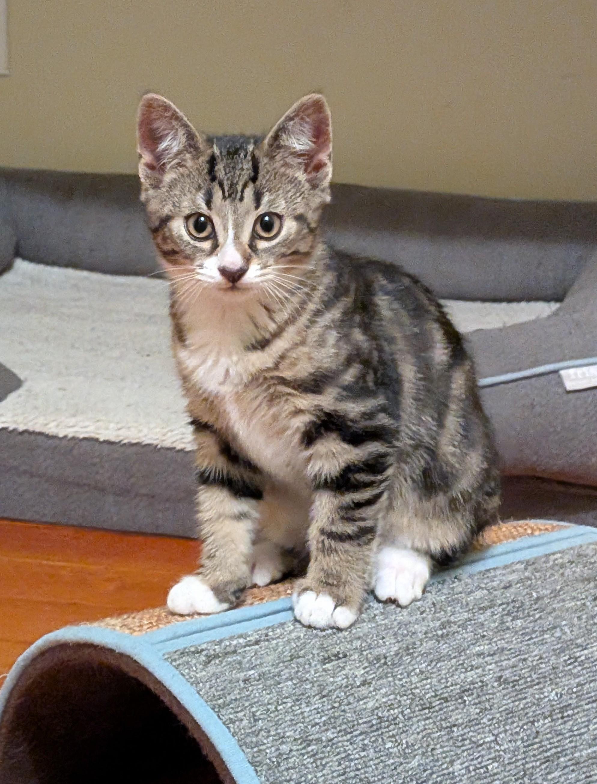 Tumbledore, ADOPTABLE, Young Male American Shorthair.