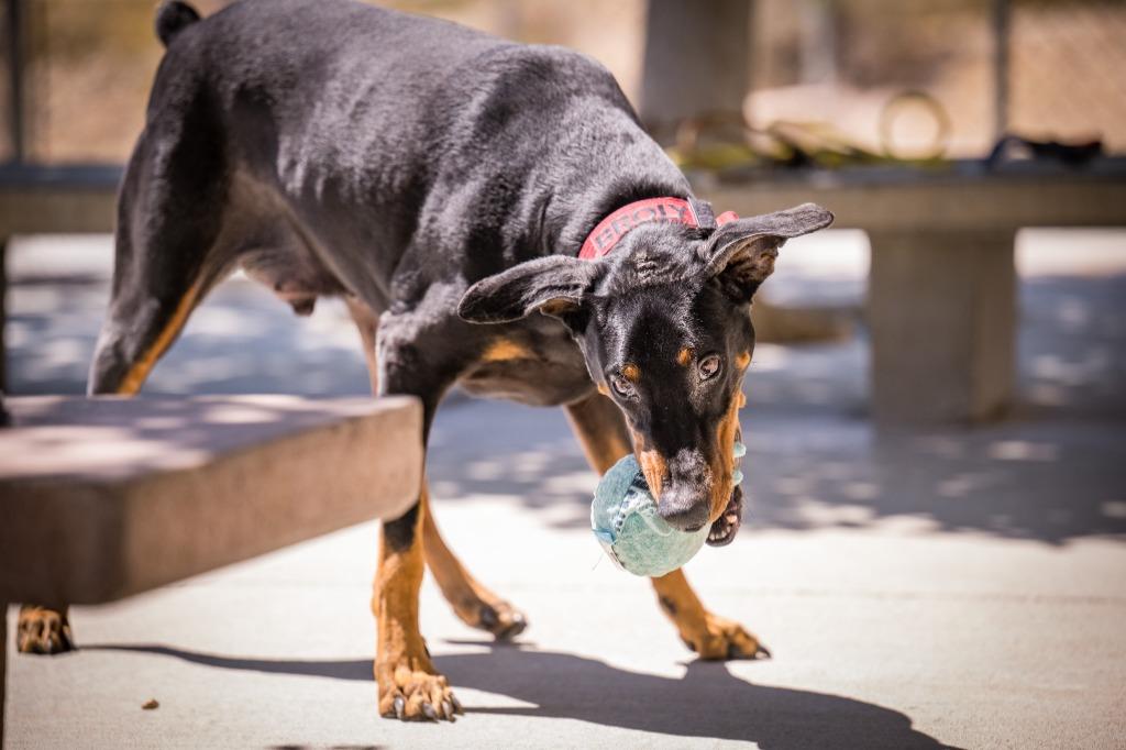 Broly, Adoptable, Adult Male Doberman Pinscher.