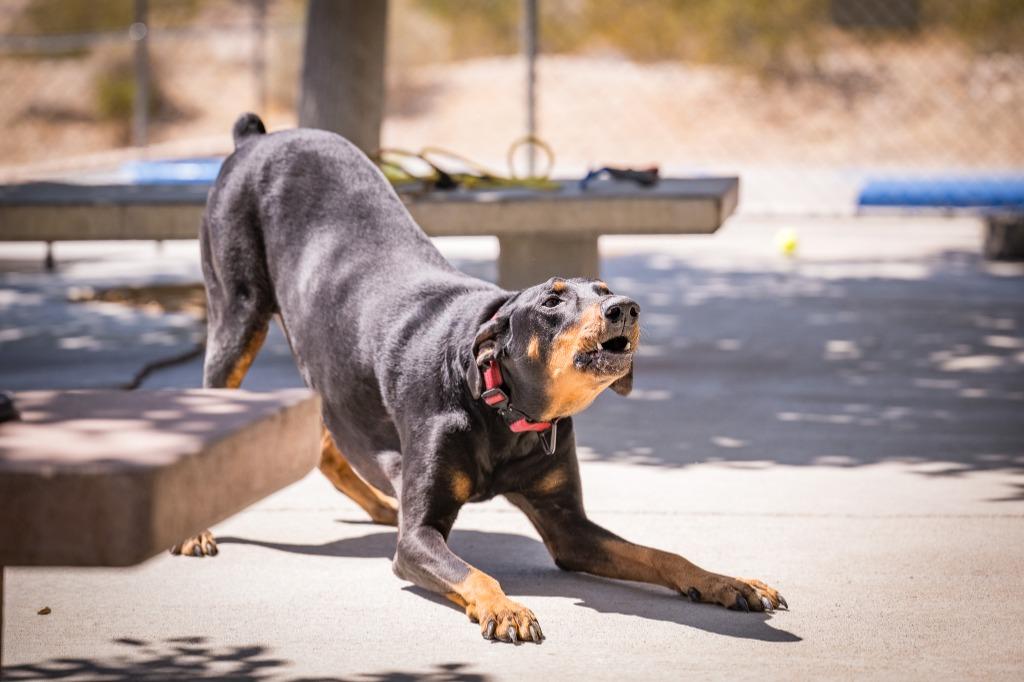 Broly, a Adoptable Doberman Pinscher in Twentynine Palms, CA image 2/6
