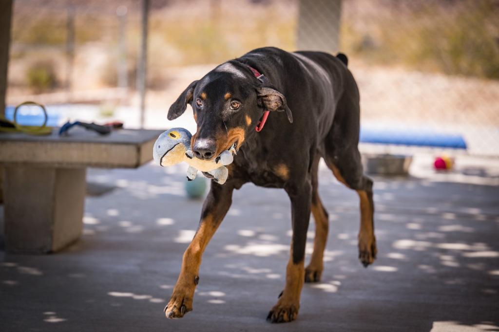 Broly, a Adoptable Doberman Pinscher in Twentynine Palms, CA image 3/6