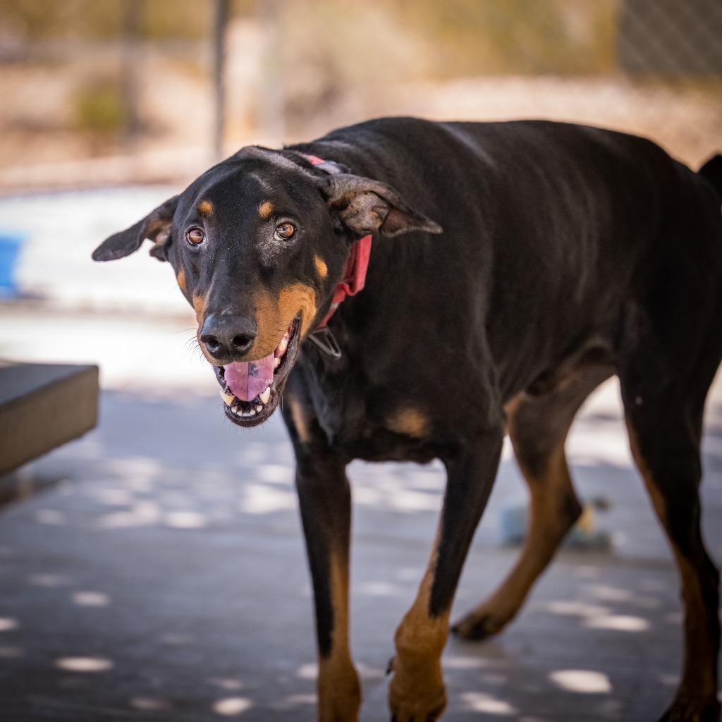 Broly, a Adoptable Doberman Pinscher in Twentynine Palms, CA image 4/6