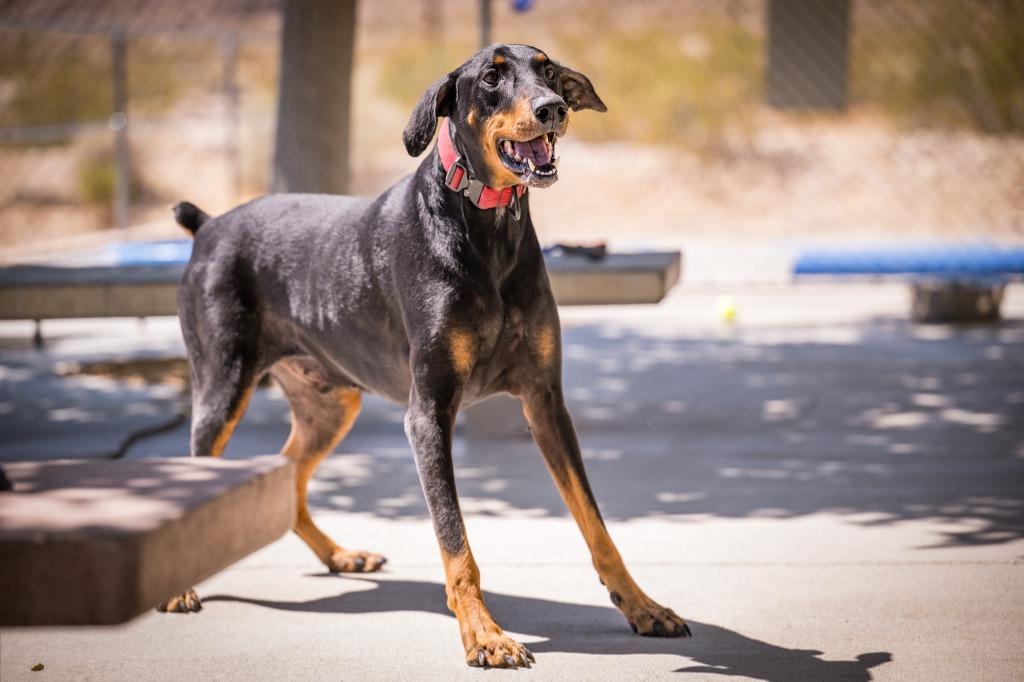 Broly, a Adoptable Doberman Pinscher in Twentynine Palms, CA image 5/6