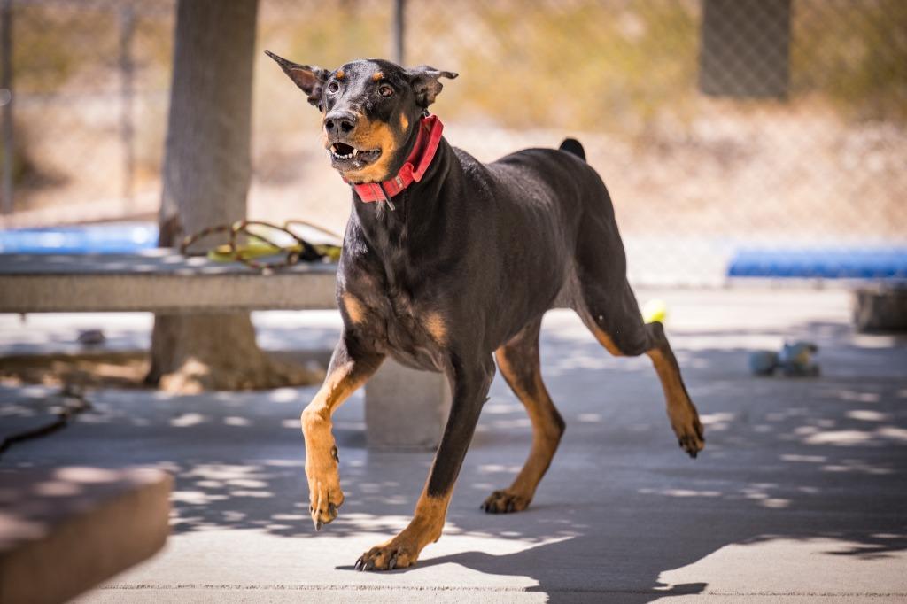 Broly, a Adoptable Doberman Pinscher in Twentynine Palms, CA image 6/6