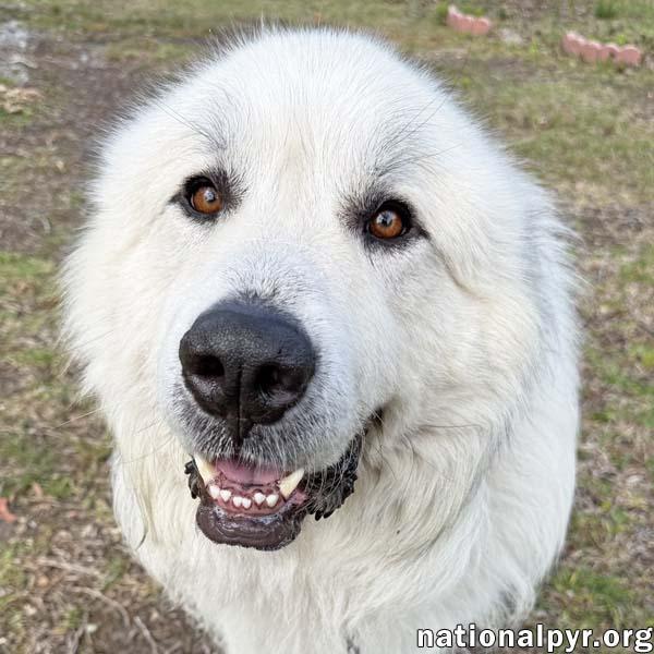 Kratos in SC - Champion Couch Companion, an adopted Great Pyrenees in Charleston, SC image 1/4