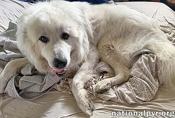 Kratos in SC - Champion Couch Companion, an adopted Great Pyrenees in Charleston, SC image 2/4