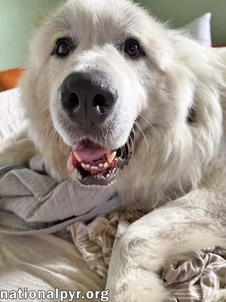 Kratos in SC - Champion Couch Companion, an adopted Great Pyrenees in Charleston, SC image 3/4