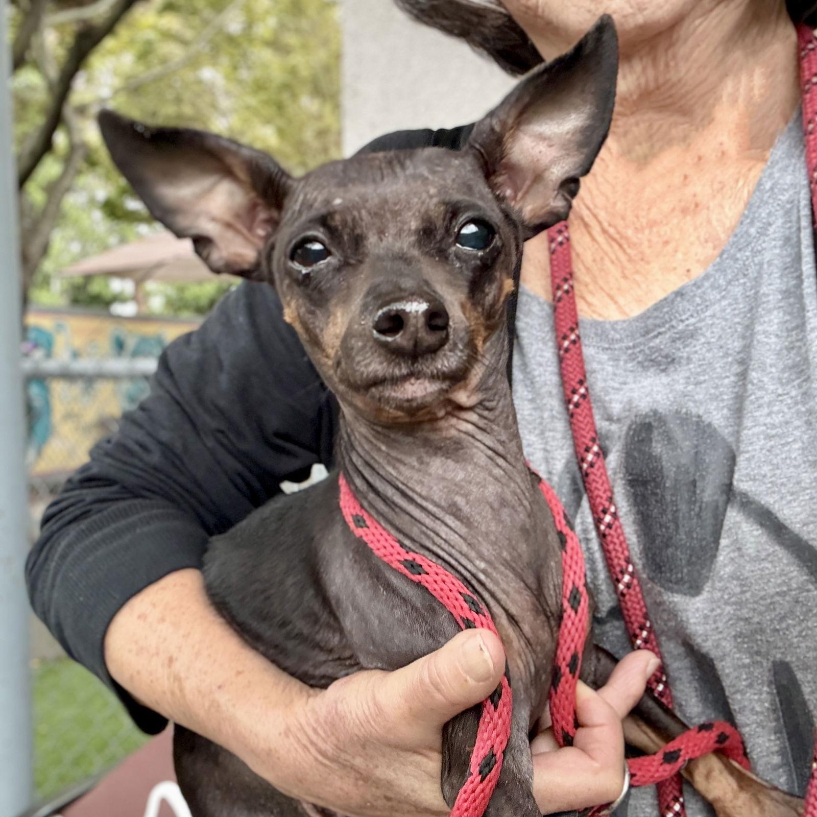 Padme, Adopted, Adult Female Chihuahua.