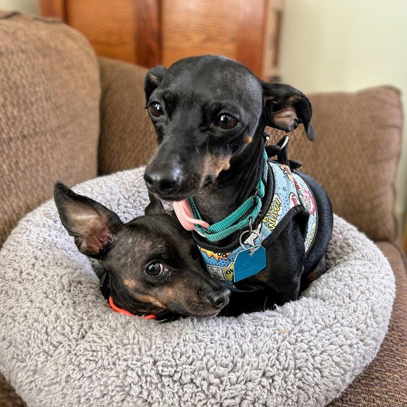 Enlarge Padme, a Adopted Chihuahua in Oakland, CA image 2/3