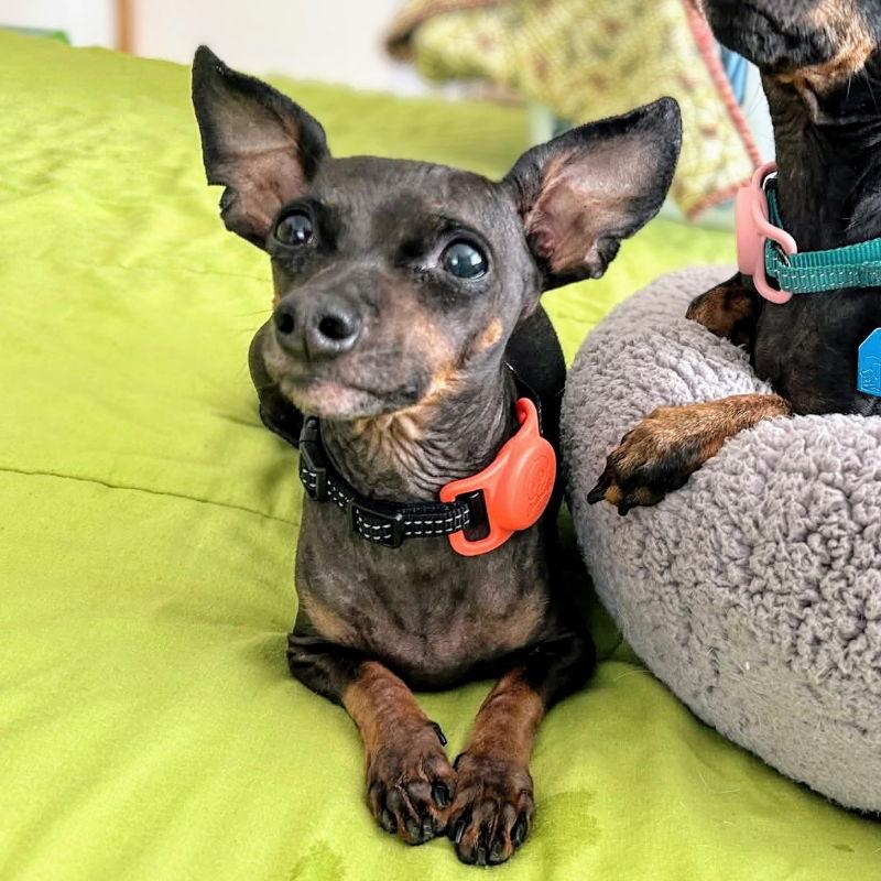 Enlarge Padme, a Adopted Chihuahua in Oakland, CA image 3/3