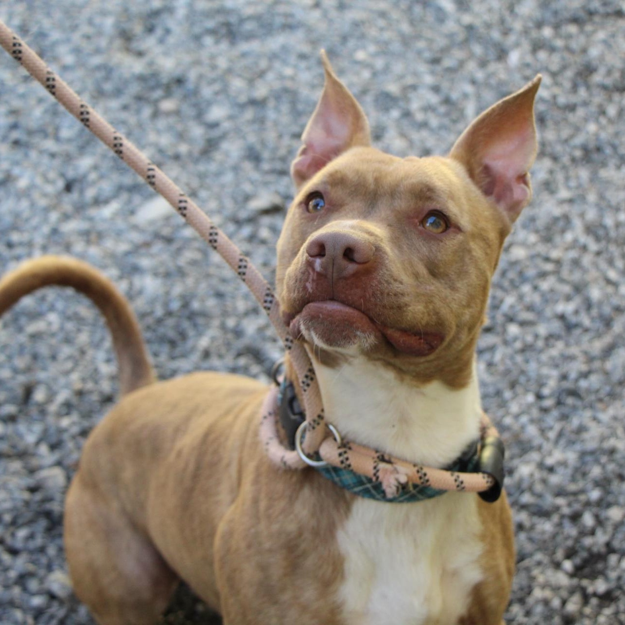 Enlarge Hampton, a Adoptable mixed breed in Dawsonville, GA image 2/6