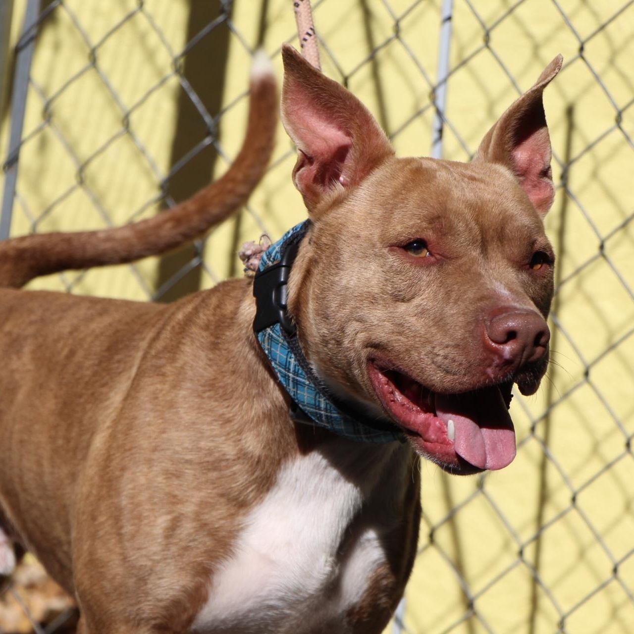 Enlarge Hampton, a Adoptable mixed breed in Dawsonville, GA image 4/6