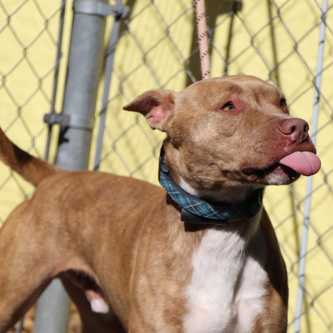 Enlarge Hampton, a Adoptable mixed breed in Dawsonville, GA image 5/6