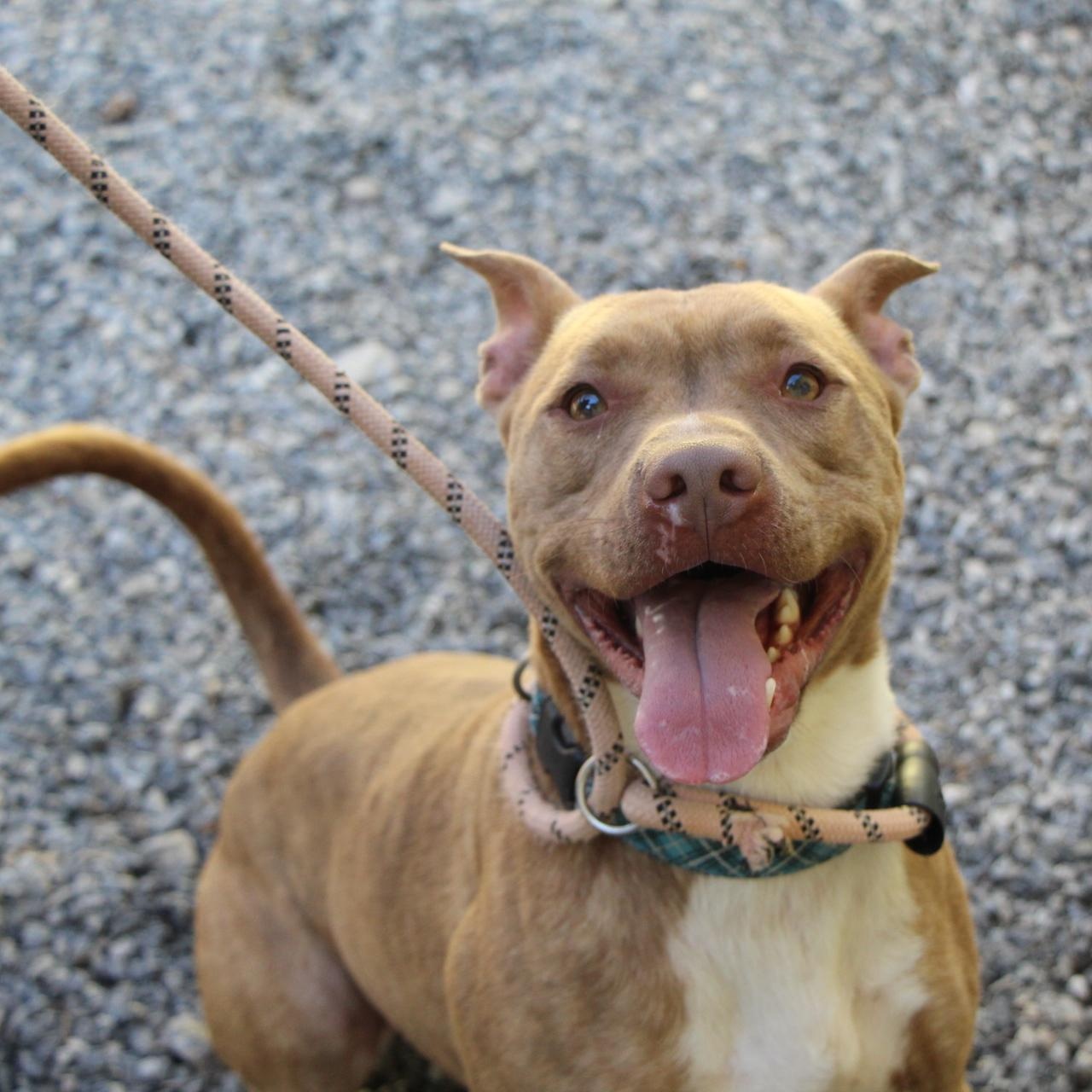 Enlarge Hampton, a Adoptable mixed breed in Dawsonville, GA image 3/6