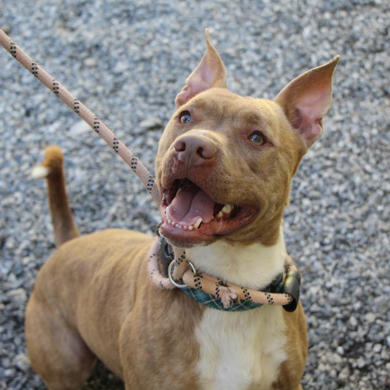 Hampton, Adoptable, Young Male Pit Bull Terrier.