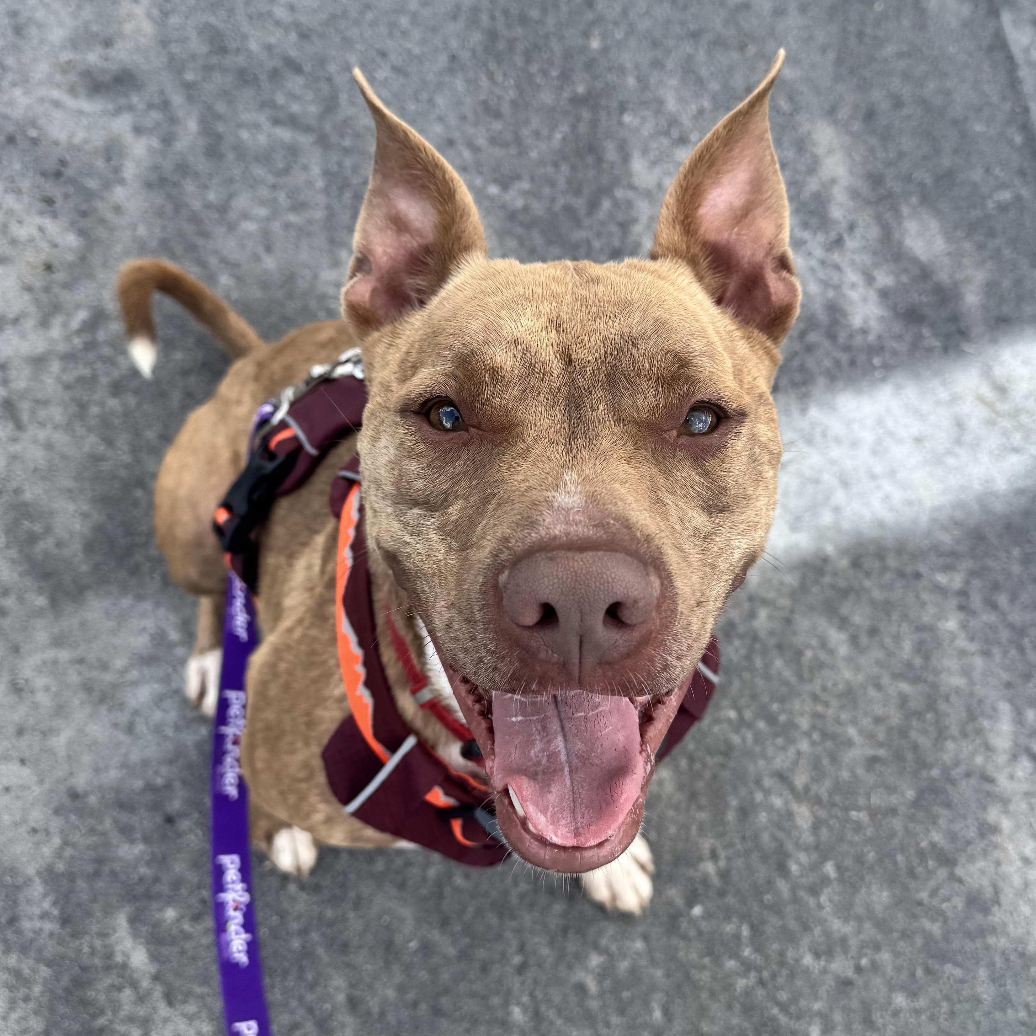 Enlarge Hampton, a Adoptable mixed breed in Dawsonville, GA image 6/6