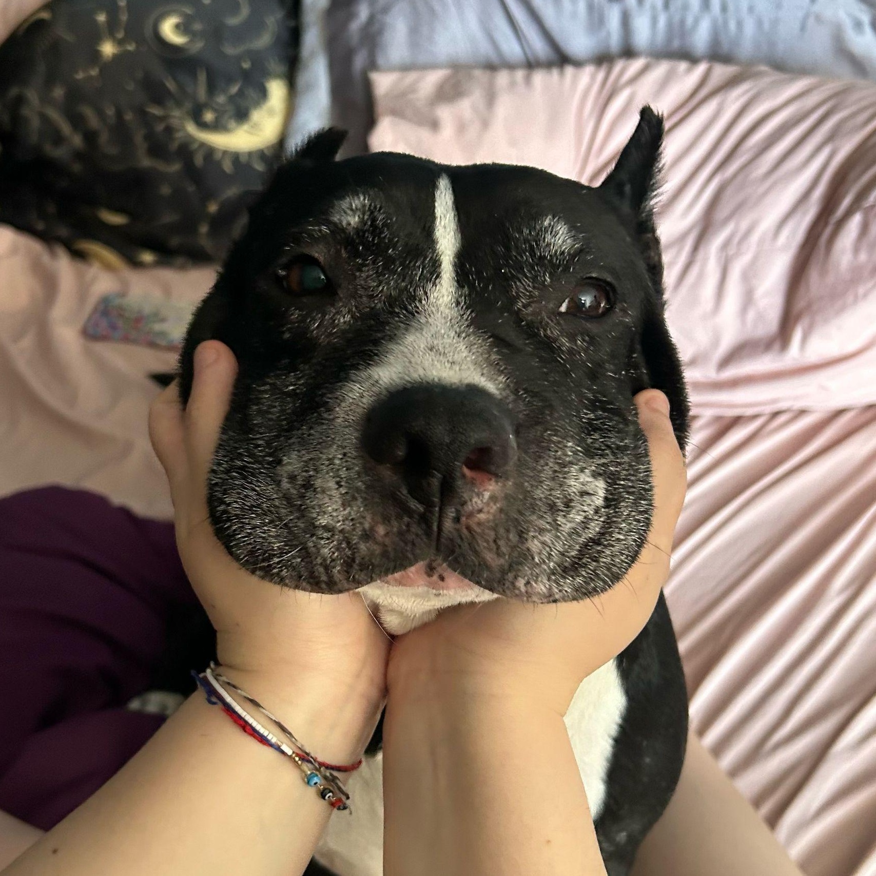 Taz Pit Bull Terrier Dog