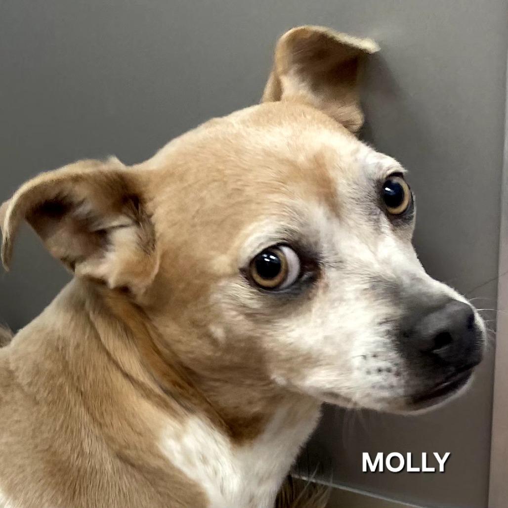 Enlarge Molly, a Adoptable mixed breed in Madisonville, TN image 1/1