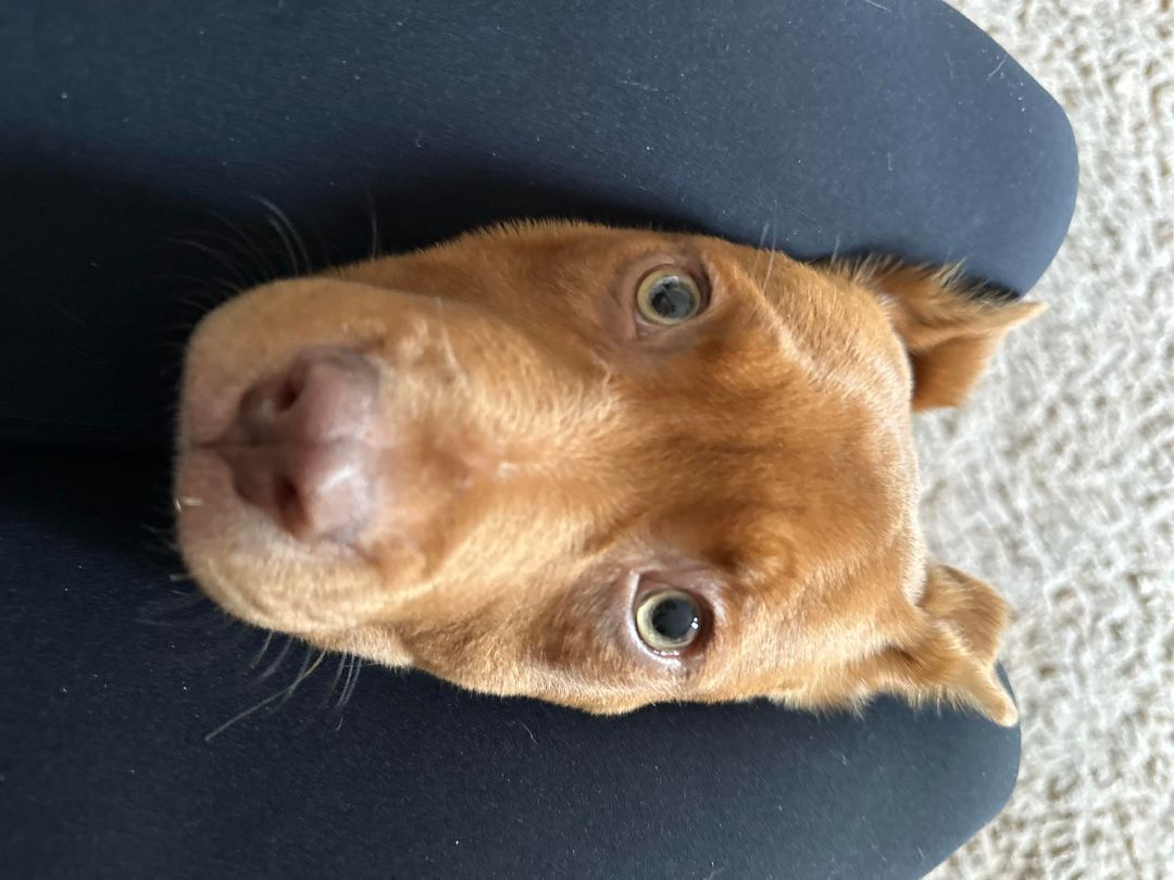 Enlarge Jack, a Adopted mixed breed in Blacksburg, VA image 1/6