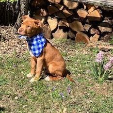 Enlarge Jack, a Adopted mixed breed in Blacksburg, VA image 2/6