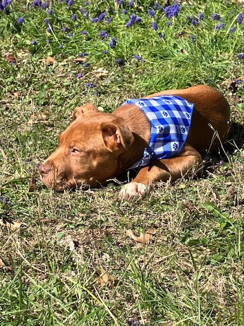 Enlarge Jack, a Adopted mixed breed in Blacksburg, VA image 3/6