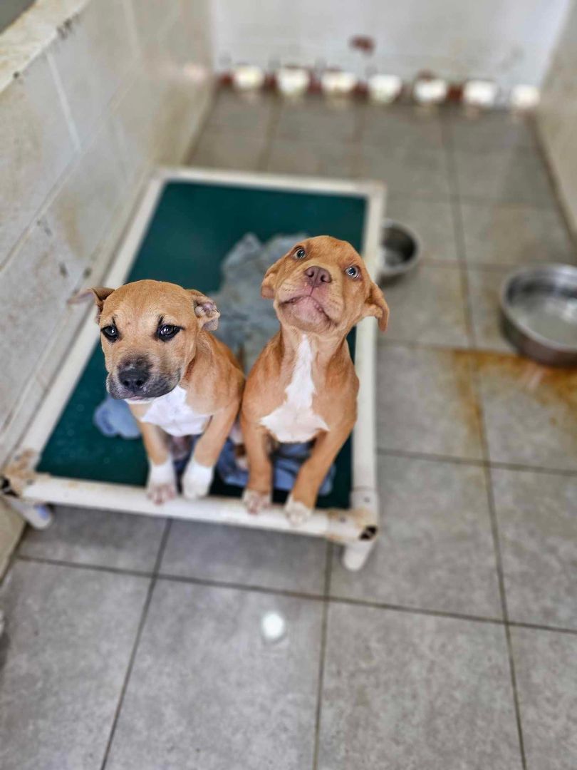 Enlarge Jack, a Adopted mixed breed in Blacksburg, VA image 4/6