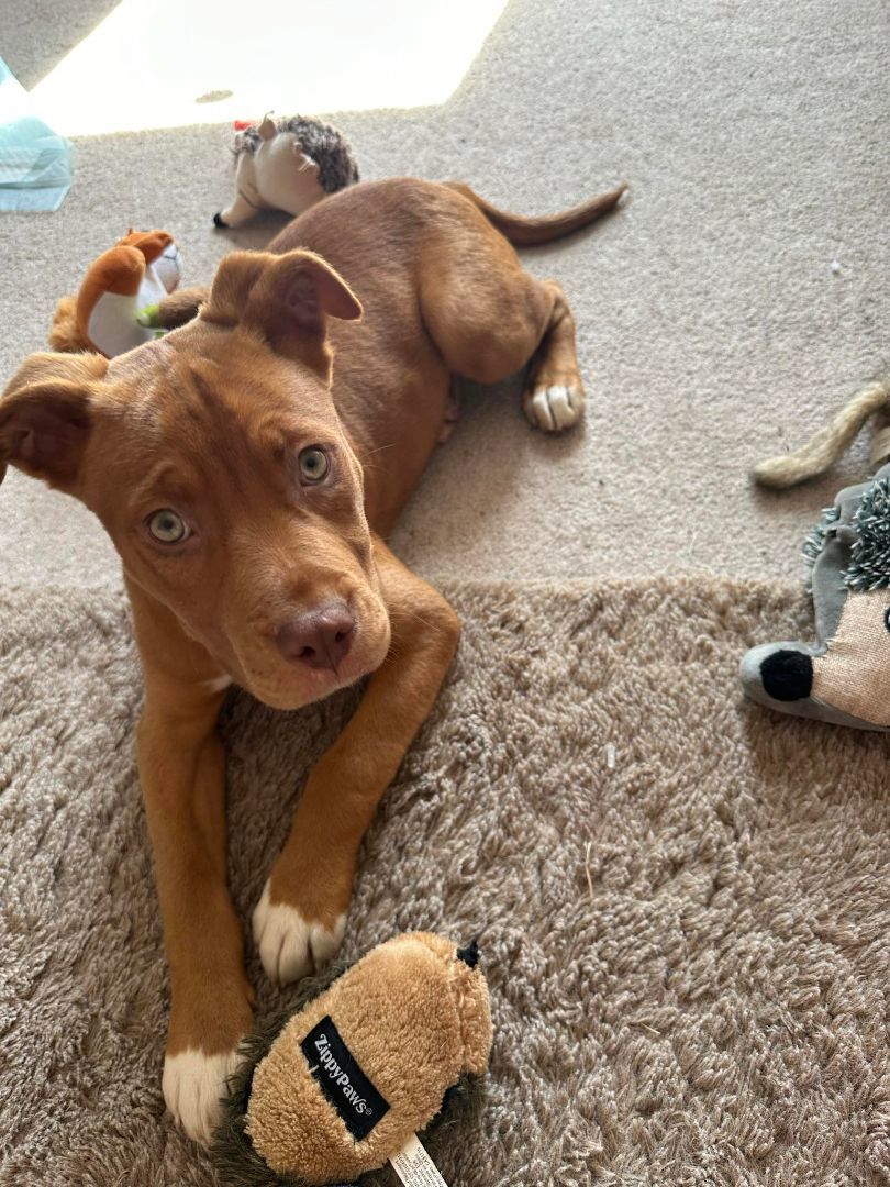 Enlarge Jack, a Adopted mixed breed in Blacksburg, VA image 5/6