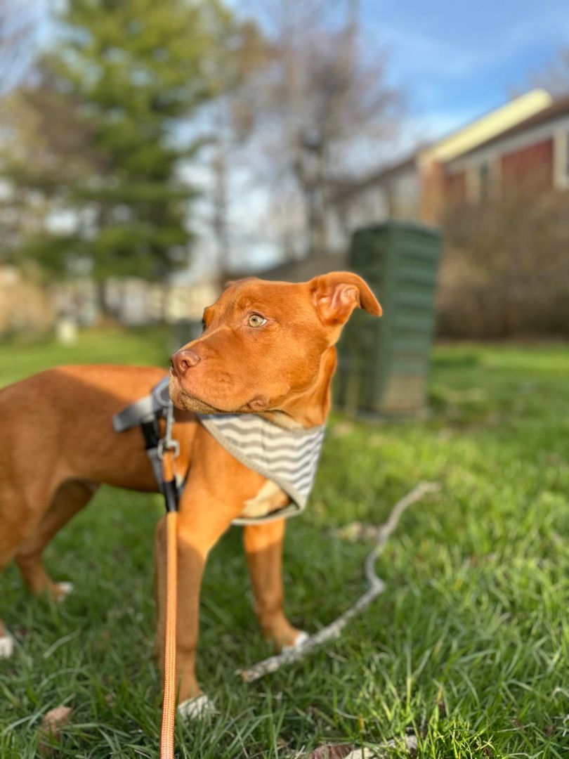 Enlarge Jack, a Adopted mixed breed in Blacksburg, VA image 6/6
