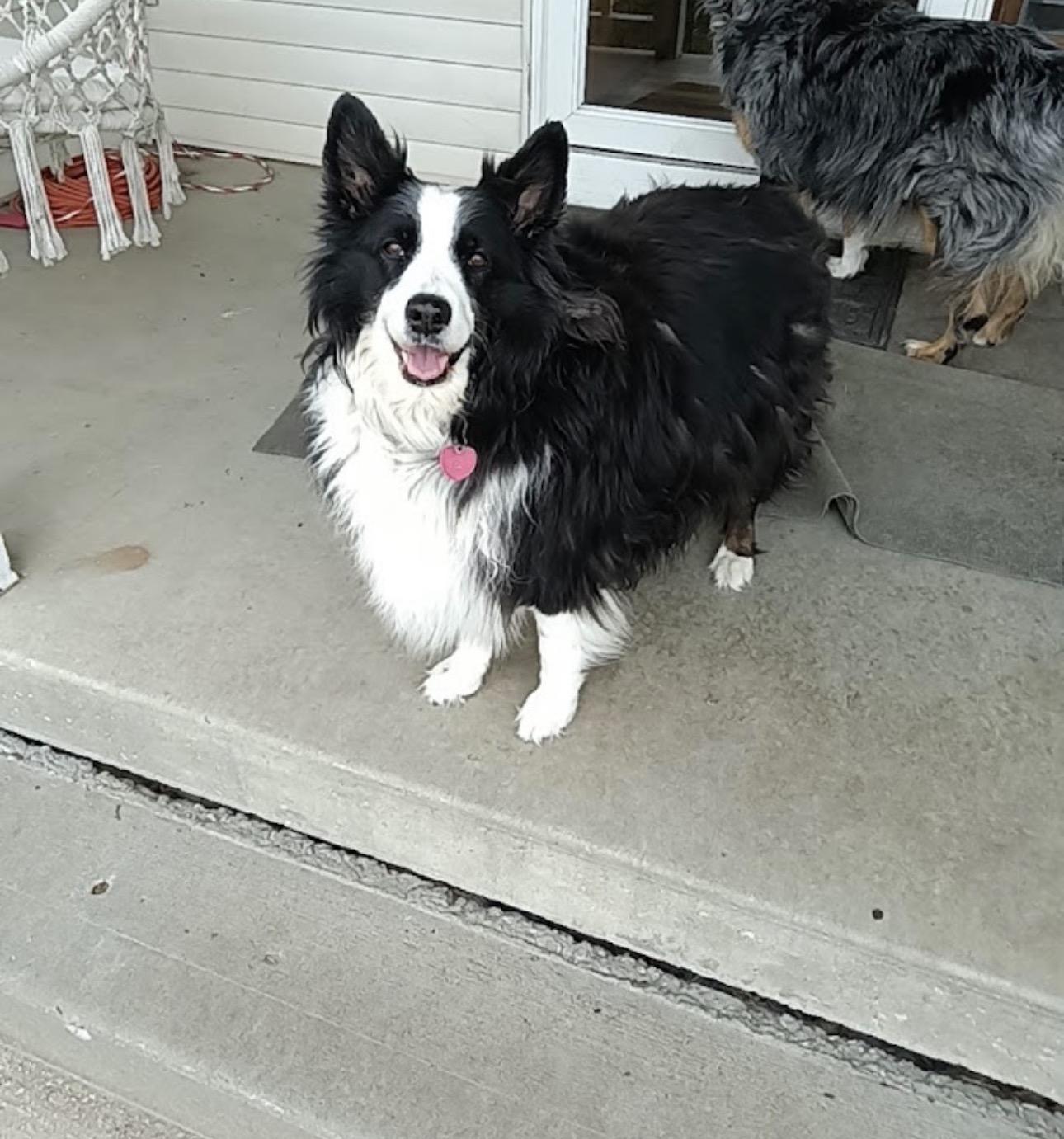 Noel ...COURTESY LISTING, ADOPTABLE, Adult Female Australian Shepherd.