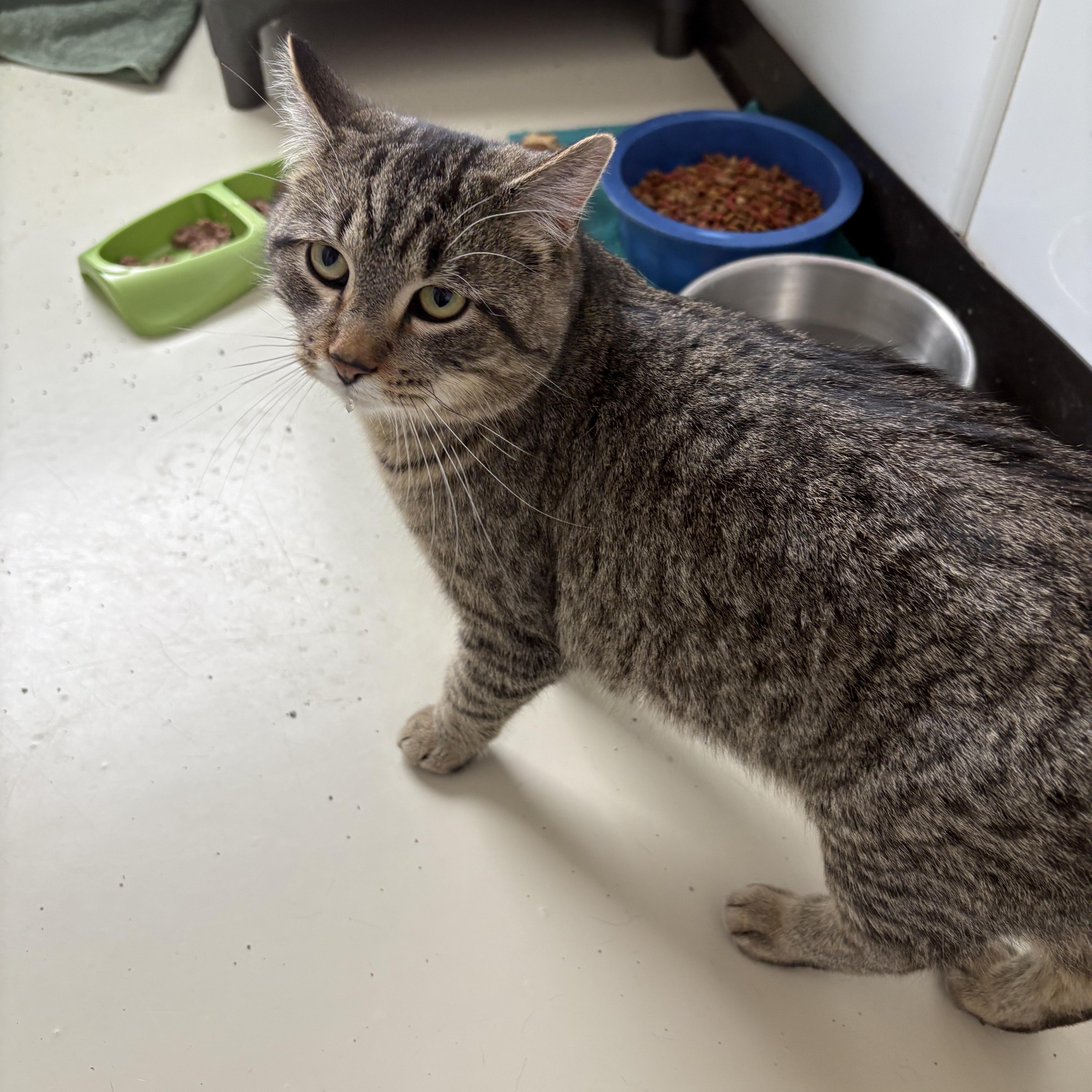 Enlarge Milo, a ADOPTABLE Domestic Short Hair in Black River Falls, WI image 1/1