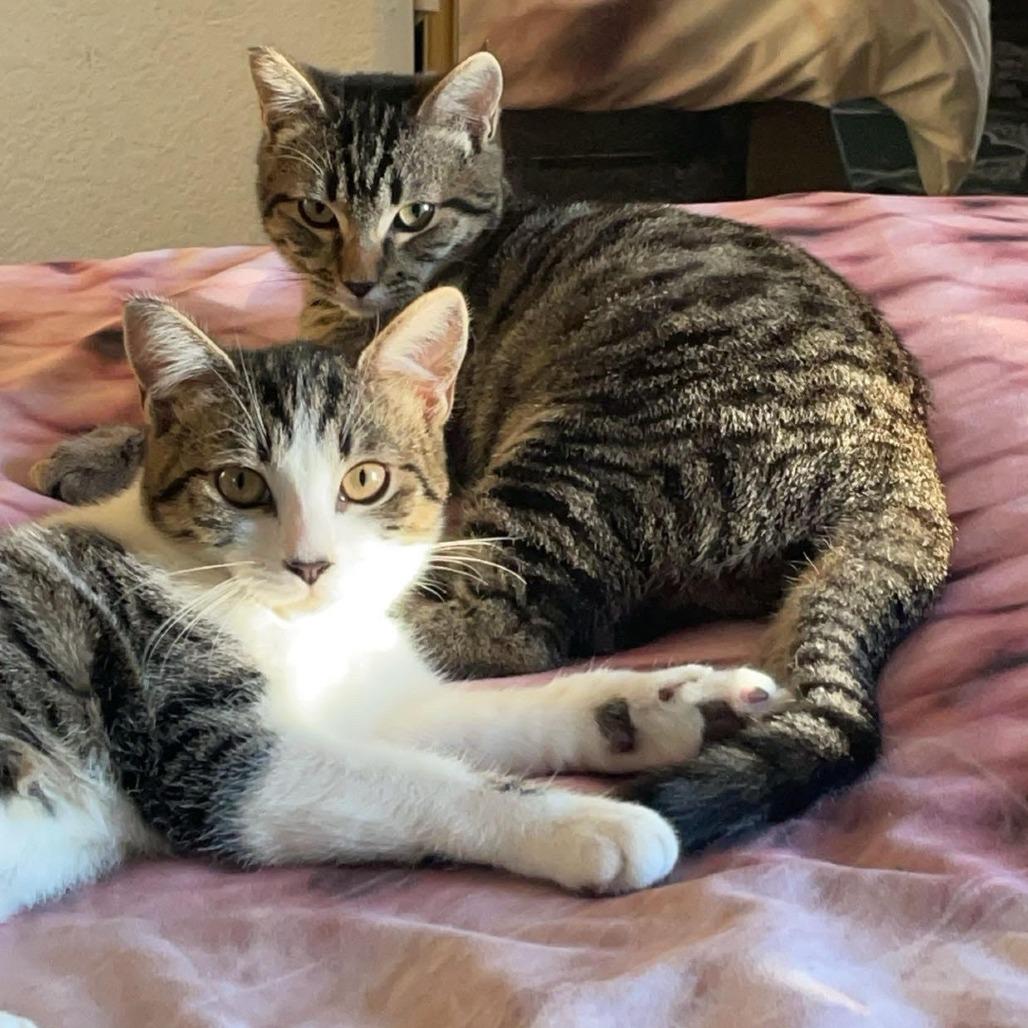 Bella — thumbnail 2