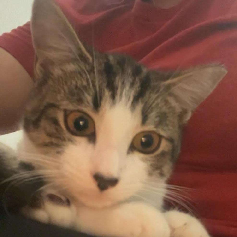 Bella — thumbnail 3