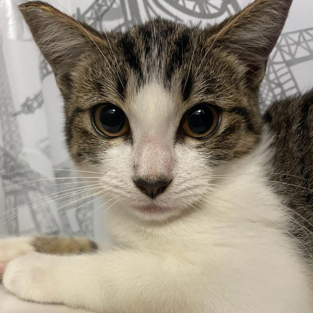 Bella — thumbnail 4