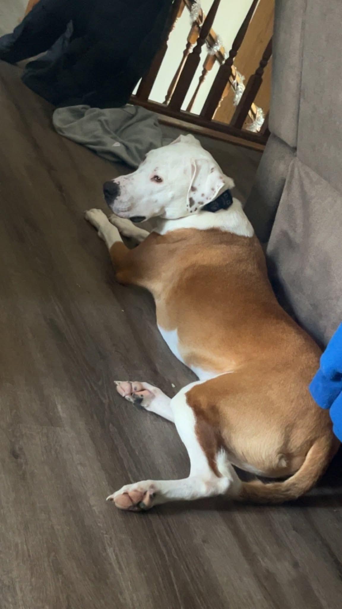 Deuce, Adoptable, Adult Male Pit Bull Terrier.