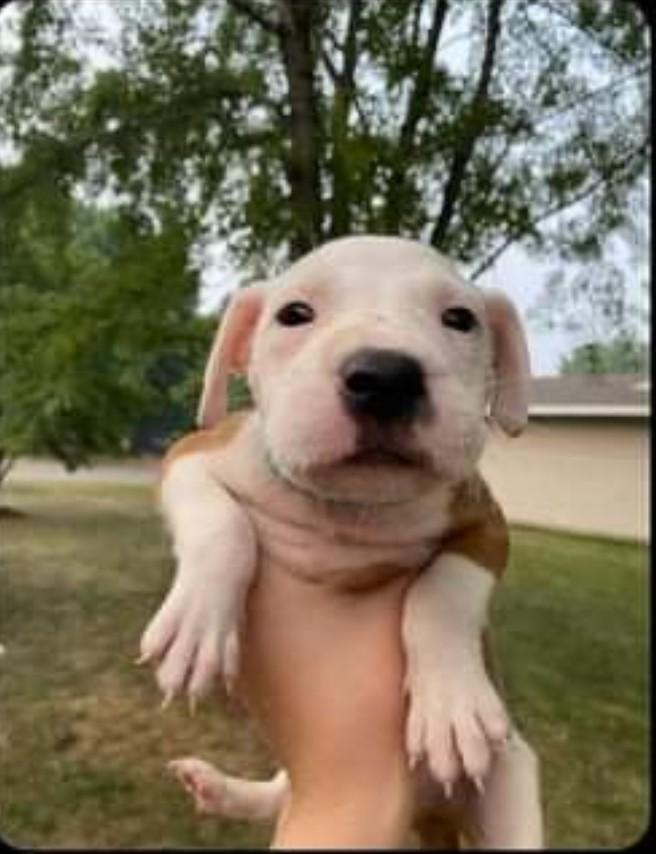 Deuce, a Adoptable mixed breed in Minneapolis, MN image 2/6