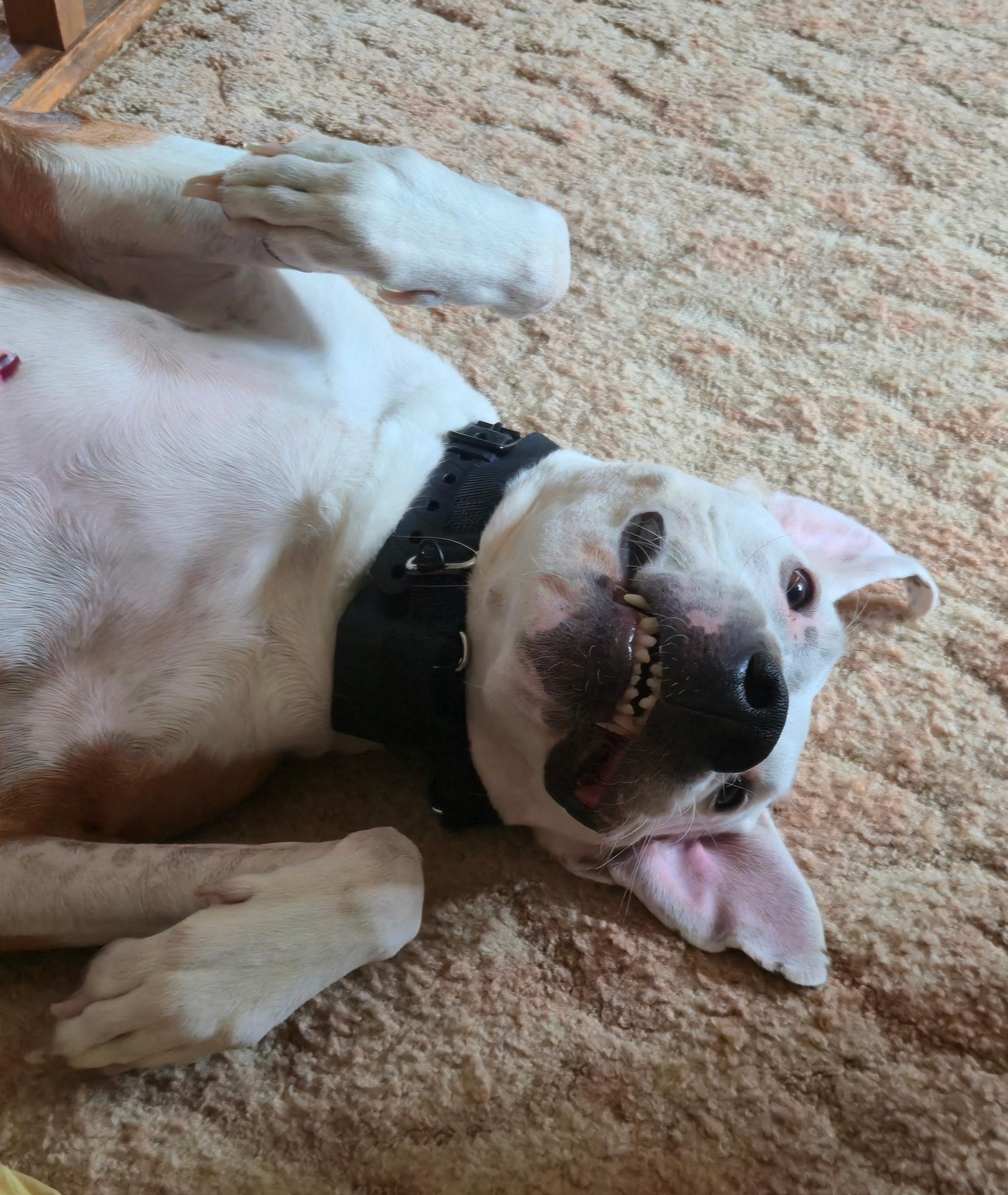 Deuce, a Adoptable mixed breed in Minneapolis, MN image 3/6